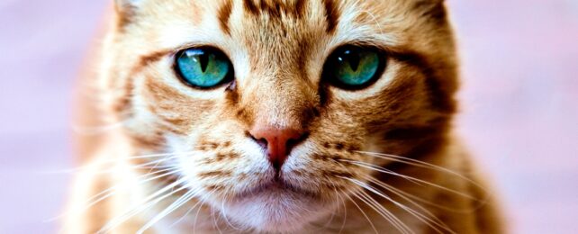 Ginger Cat Close Up