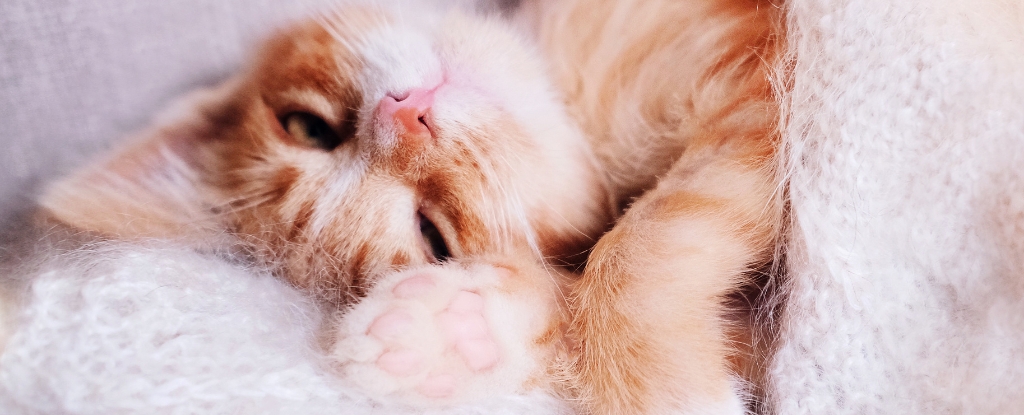 Important News: Scientists Think They've Finally Figured Out How Cats Purr