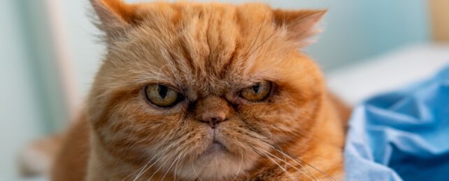 Grumpy Orange Cat