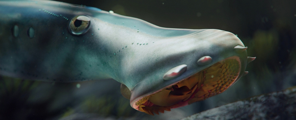 An illustration of a large blue lamprey's toothed sucker