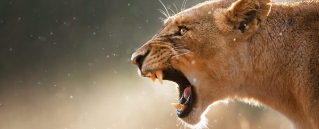 Close up of lioness roaring