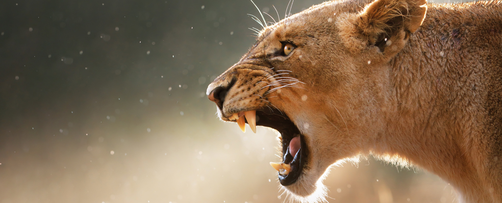 Un animal en África infunde aún más miedo que los leones: Heaven32