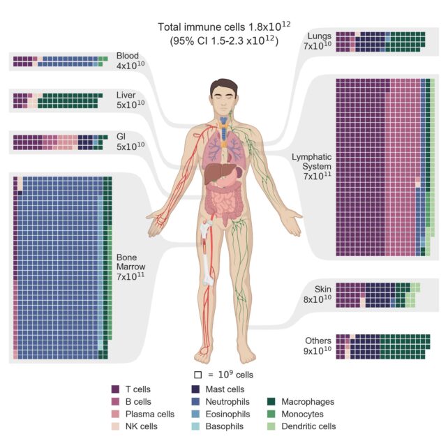 Data visualization of where immune cells are located in the human body.