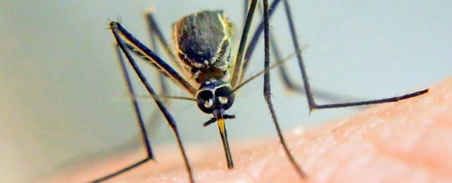 Close up of mosquito with proboscis sunk into human flesh