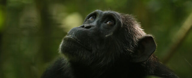 Close up of chimpanzee in forest looking up.
