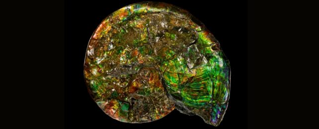 An opalized ammonite in striking green colors on a black background