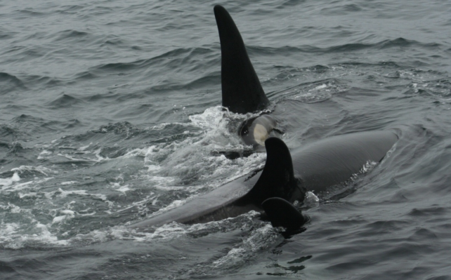 Orca Cradle Porpoise