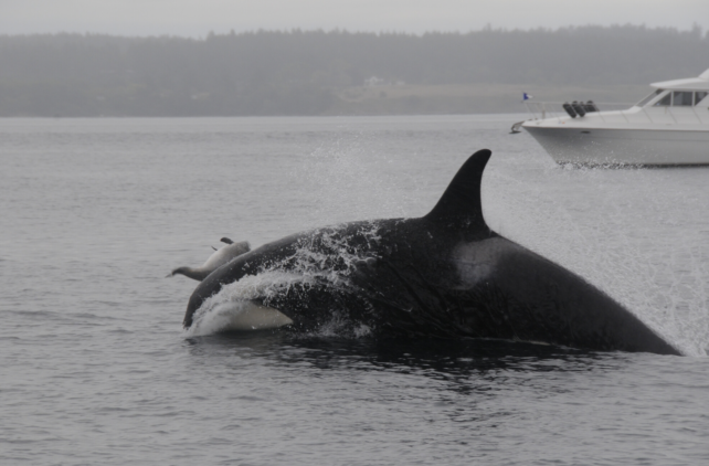 Orca Porpoise Water