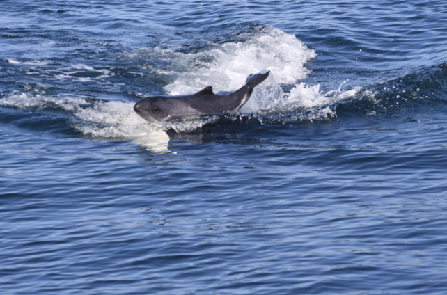 Orca Porpoise Balance