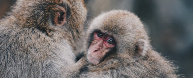 Pair of monkeys, one looking over its shoulder towards camera.