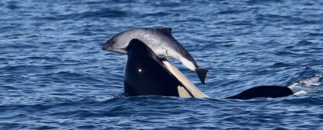 Whale Porpoise Mouth