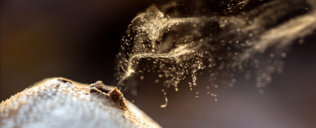 Fungal spores wafting into the air from hole in spherical puffball fungus