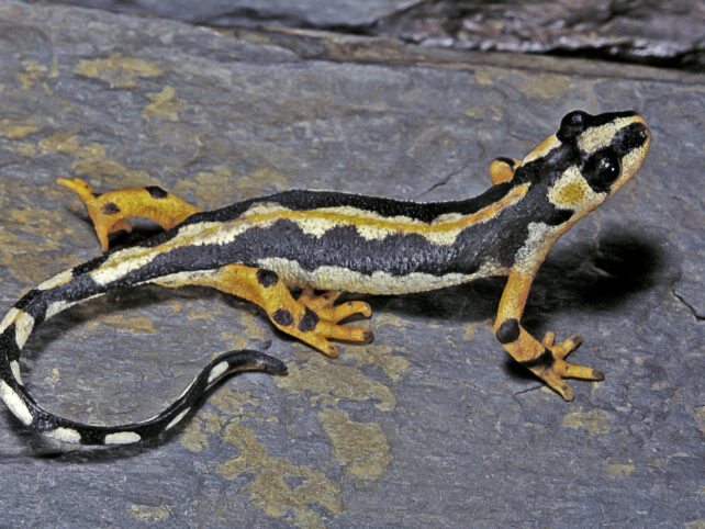 Striking black orange and yellow newt.