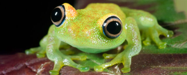 cute green frog with big eyes