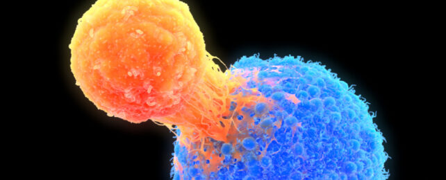 T cell in orange attached to a cancer cell in blue.