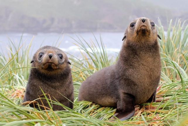 Two baby fur seals look curiously at the grass with water in the background
