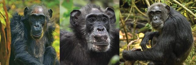 Panel of three images of wild chimpanzees.