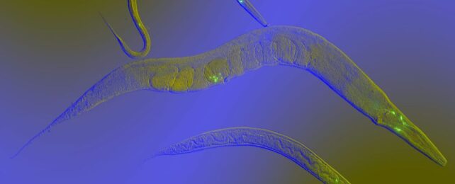 Simple Worms Might Experience Basic, Fear-Like Emotions