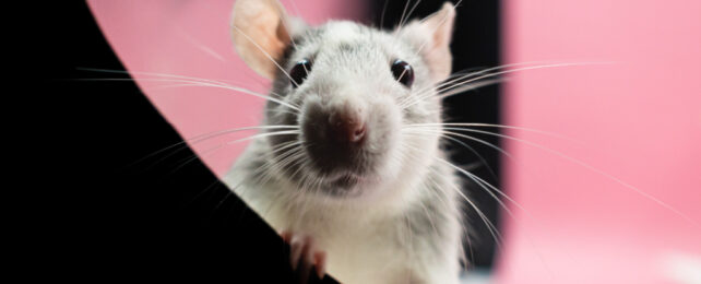 White mouse peering over black wall in front of pink background.