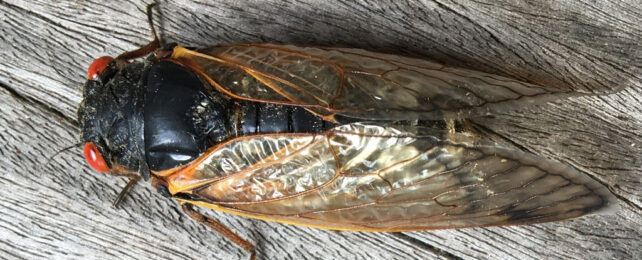 adult cicada