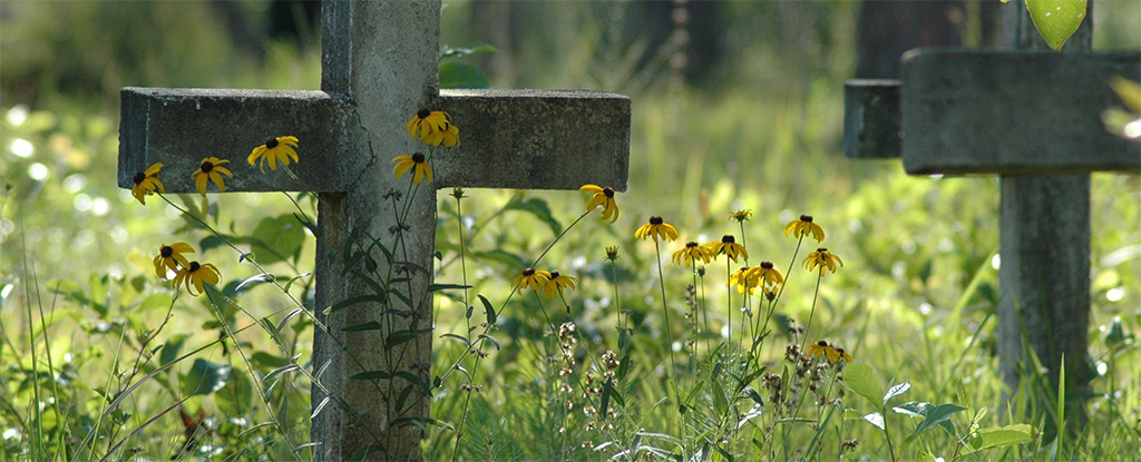 gravestone with flowers growing