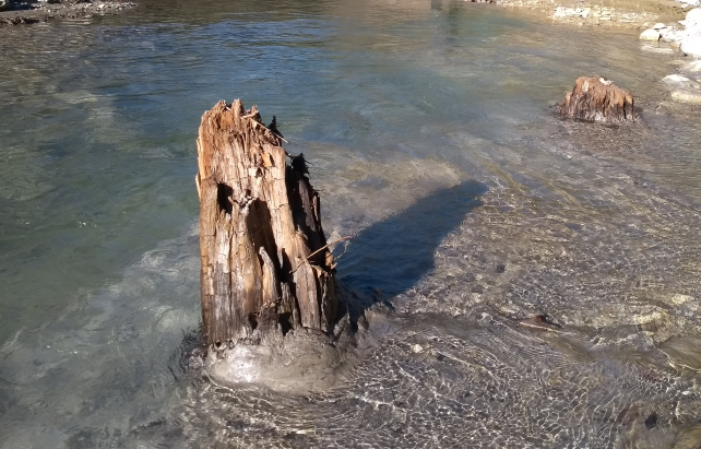 Kmeny stromů jsou viditelné vyčnívající z hladiny vody v řece