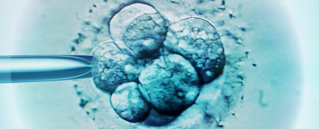 cluster of embryonic cells under a microscope