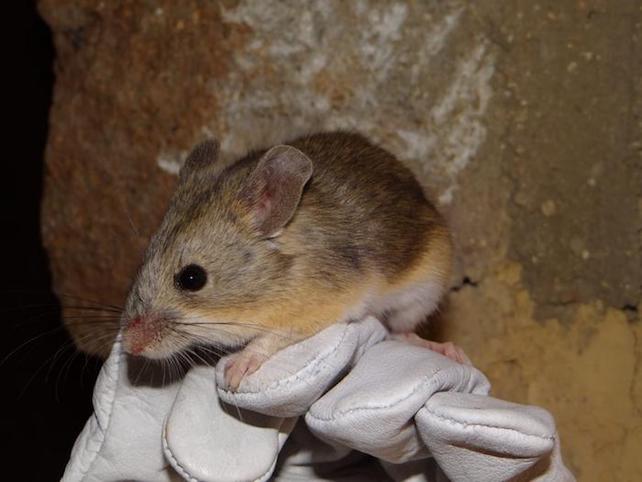 A leaf-eared mouse from the species Phyllotis vaccarum
