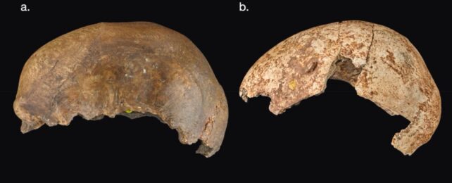 magdalenian skull cups