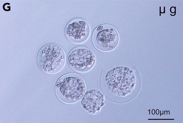 mouse embryos body