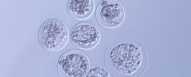 In a Huge First, Mouse Embryos Have Been Grown in Space