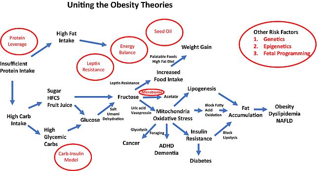 Commonplace, Root Reason behind Weight problems Is Fructose, New Paper Claims Commonplace, Root Reason behind Weight problems Is Fructose, New Paper Claims