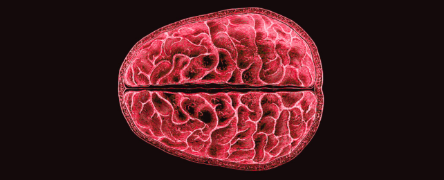 For The First Time, Scientists Show Structural, Brain-Wide Changes During Menstruation