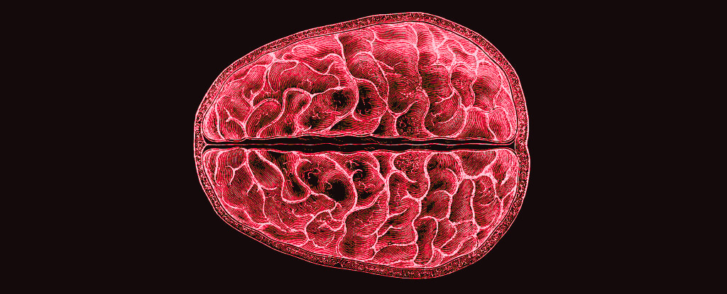 Vědci poprvé ukazují strukturální změny na úrovni mozku během menstruace: ScienceAlert