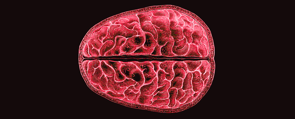 https://www.sciencealert.com/images/2023/10/period-brain3.png