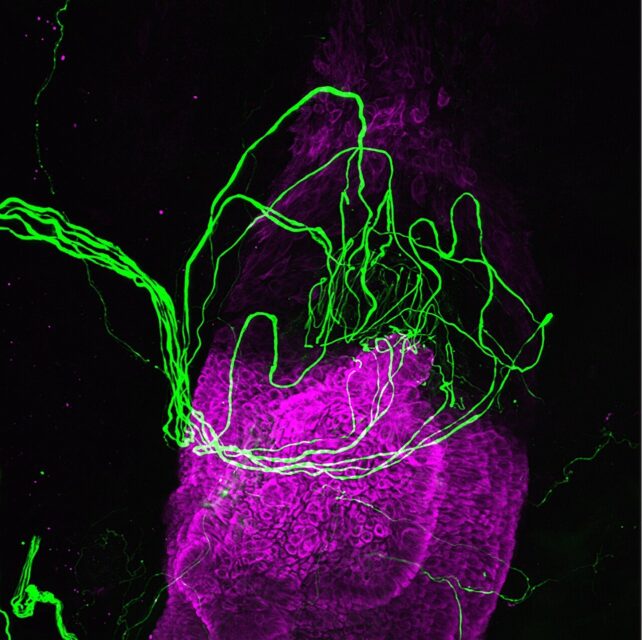 Nerves Study: Sense of Touch, Finding Your Detection Threshold