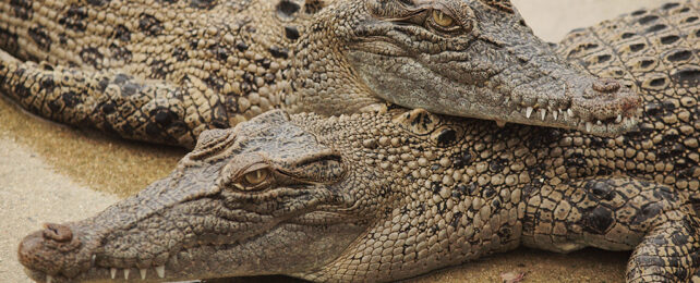 two salt water crocodiles