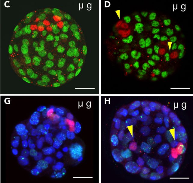 space blastocysts