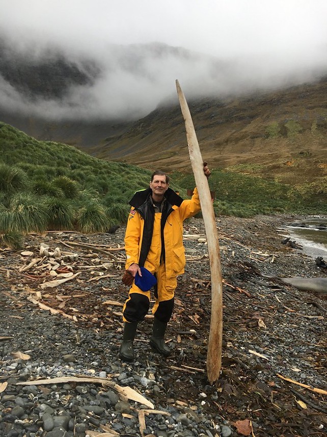 researcher Scott Baker holds up a large whale bone on South Georgia Island