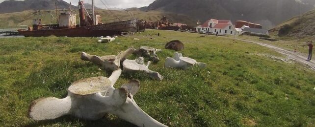 discarded whale bones and old whaling vessels on South Georgia Island