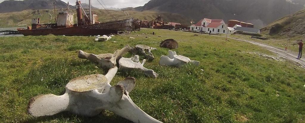 Whaling’s grim legacy encoded in abandoned bones: ScienceAlert