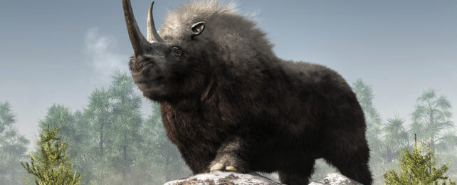 artist impression of wooly rhino