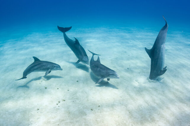 Bottlenose Dolphin Pod