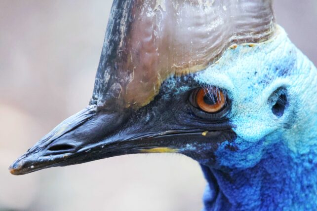 close up of cassowary