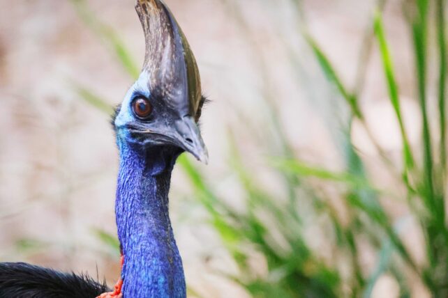 cassowary