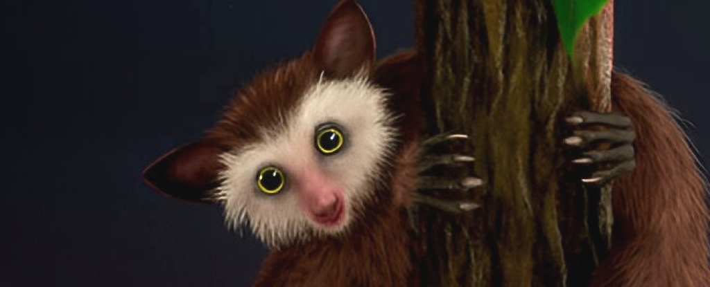 Les origines mystérieuses des « derniers primates » d’Amérique du Nord émergent enfin : ScienceAlert