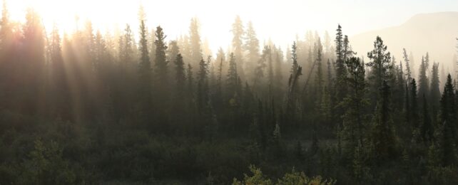 Boreal Forest In Light