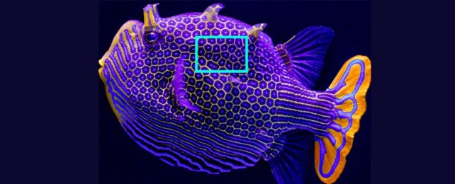An ornate boxfish in bright purple on a black background