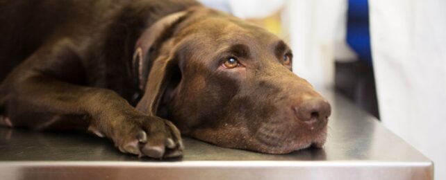 A Mystery Illness Is Spreading Rapidly Through Dogs in The US