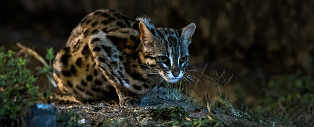 Crouching cat